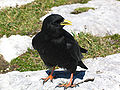 Alpendohle, Pyrrhocorax graculus