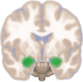 Frontal view of the amygdalae in an average human brain