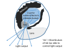 Light-producing organ of Hawaiian Bobtail Squid, Euprymna scolopes