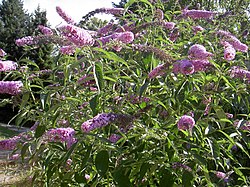 フサフジウツギ（Buddleja davidii）