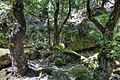 Forest at Petaloudes valley