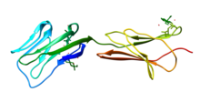 CD58 protein.png