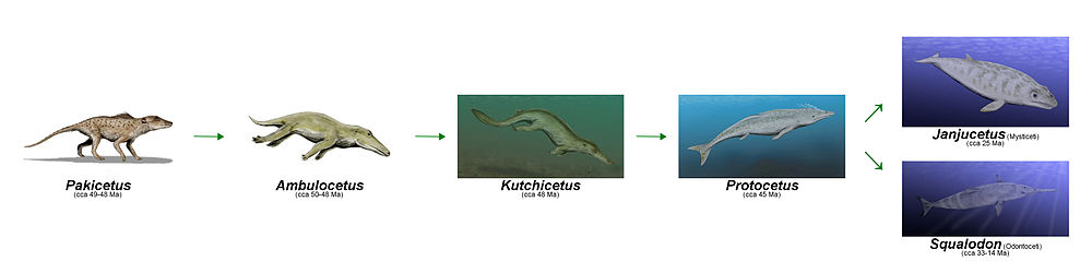 Illustrativní znázornění jednotlivých etap evoluce kytovců (Pakicetus » Ambulocetus » Kutchicetus » Protocetus » Janjucetus / Squalodon).