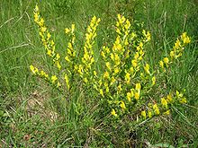 Chamaecytisus ratisbonensis (Habitus).jpg