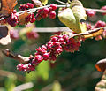 Symphoricarpos orbiculatus fruits, mid-October