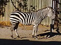 Zebra de Burchell