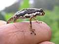 Image 29Malabar tree toad, Pedostibes tuberculosus, Hyperoliidae, India (from Tree frog)