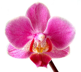 Orchidée du genre Phalaenopsis. (définition réelle 1 500 × 1 339*)