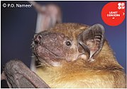 Brown bat