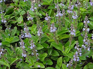 Véroniques officinales.