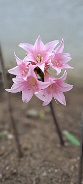 Amaryllis belladonne