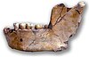 Mandible Ternifine III