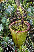 Nepenthes attenboroughii