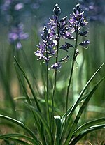 Indian Camas (Camassia quamash)