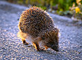 Oost-Europese egel (Erinaceus roumanicus)