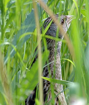 Knalangefal (Crex crex) So hiart hi ham uun.?/i LC - least concern (ei trüüwet)