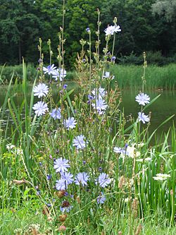 Parastais cigoriņš (Cichorium intybus)