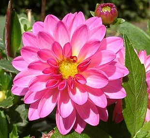 Sort af Have-Georgine (Dahlia x hortensis) Foto: Ramin Nakisa