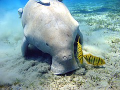 Dugong grazing on seagrass