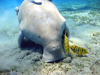 Manatee (sea cow)