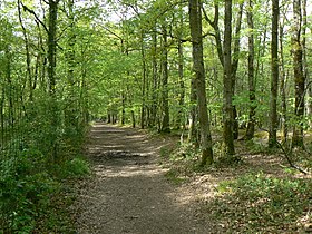 Image illustrative de l’article Forêt de Grimbosq