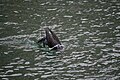 Diving in Dambovita River,Bucharest