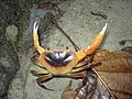 A medium-sized crab, with claws outstretched, with a yellow body, grading to black in the centre of the carapace.