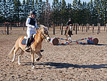 Gotlandpony's als rijpony