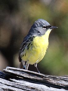 Kirtland's Warbler - male.jpg