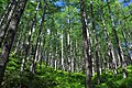 カラマツ植林地（大鹿村）