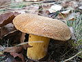 Suillus variegatus