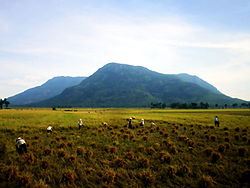 Harvest in Tinh Bien, An Giang