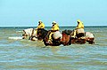 Perdu dans ses pensées, Lamorgue marche le long de la mer. Un pêcheur de crevettes le croise. Il ne fait pas trop froid pour prendre quelque chose? Réponse du pêcheur : Les crevettes ne craignent pas le froid et les rats non plus. Éd. Glénat 1986, p. 16.