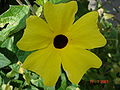 Thunbergia alata (Schwarzäugige Susanne)