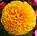 Tagetes erecta