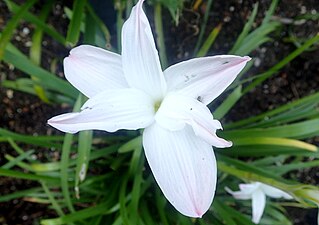 Zephyranthes jonesii