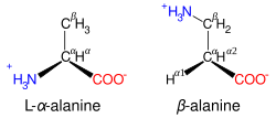 Comparison of the structures of alanine and beta alanine.