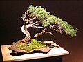 Bonsai