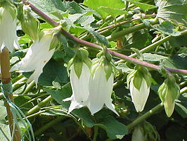 Campanula alliariifolia