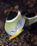 Chaetodon ephippium