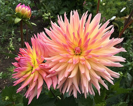 Dahlia in bloom