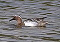 Cerceta albela (Anas querquedula) En Wikimedia Commons: Cerceta albela