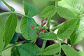 Samičí květenství ořešáku popelavého (Juglans cinerea)