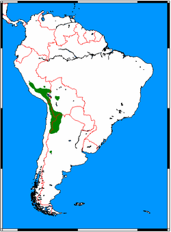 Actualmente se distribuyen por el noroeste de Argentina , noreste de Chile , sureste de Perú y suroeste Bolivia , en los Andes , por todo el oeste de Sudamérica, cerca del Pacífico.