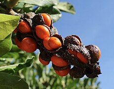 Mature fruit with seeds