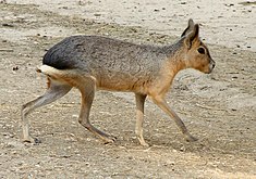 Mara ou lièvre de Patagonie (Dolichotis patagonum). Ce sont de gros rongeurs (Rodentia) qui n'ont rien à voir avec les lièvres européens (qui sont des Léporidés). Le mara mesure entre 70 et 75 centimètres de la tête à la queue et pèse de 8 à 16 kilos.