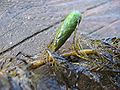 Turion d'une plante aquatique (Myriophyllum verticillatum)