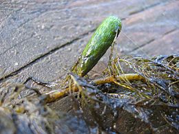 Myriophyllum verticillatum turion.jpeg