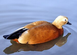 Femalo, ĉe naturrezervejo Slimbridge, Gloucestershire