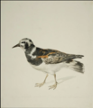 Aert Schouman (1710–1792), Schnepfenvogel, Aquarell über Graphit, Graphische Sammlungen Weimar